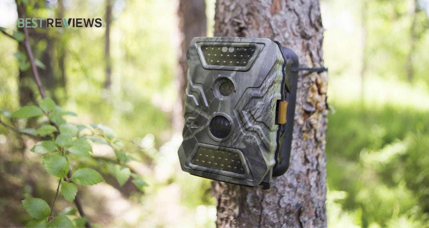 How To Film Wildlife In Your Garden