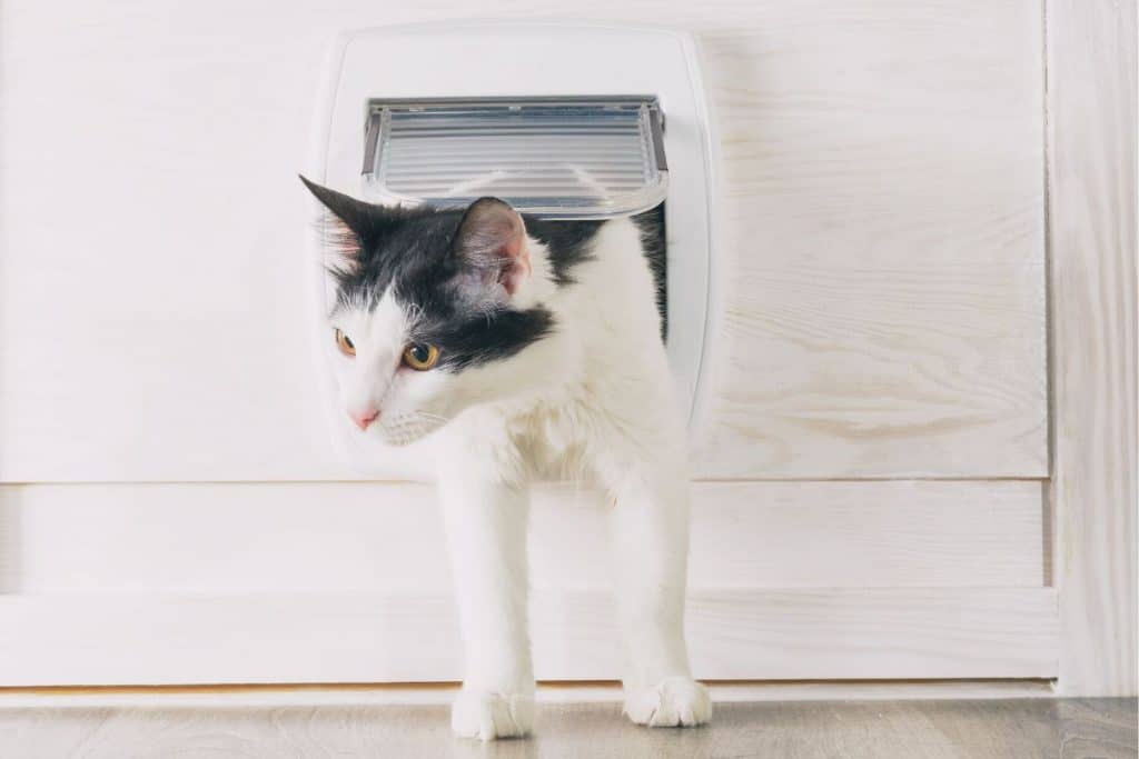 How Does a Microchip Cat Flap Work